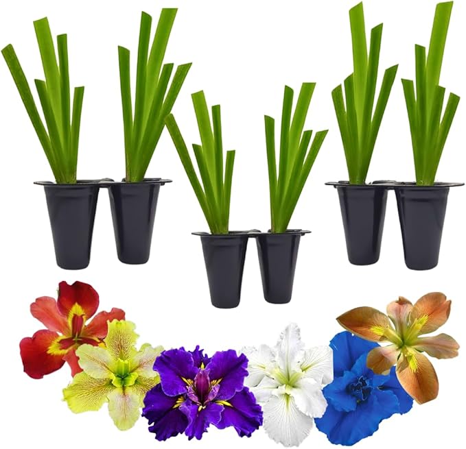 Lousiana Irises Collection. Set of 4 starter live plants