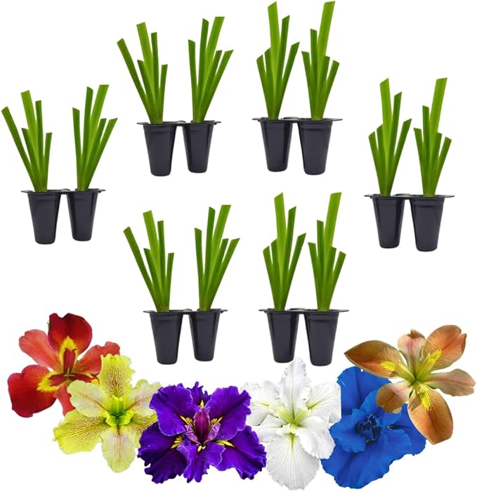 Lousiana Irises Collection. Set of 4 starter live plants