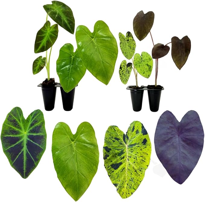 Elephant Ear Collection, Set of 4 starter live plants