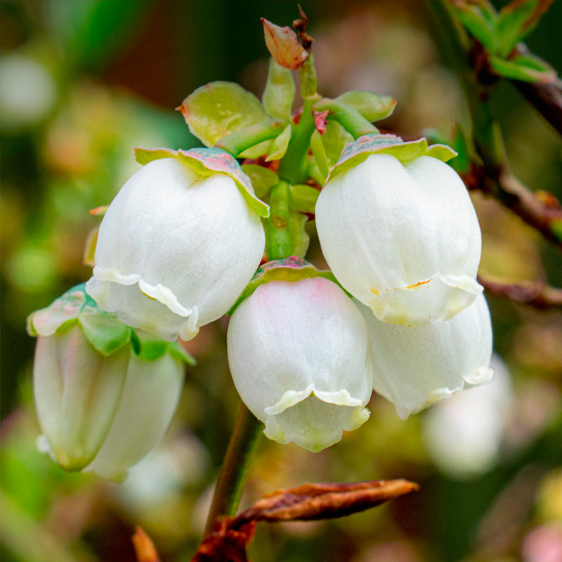 Blueberry "Biloxi". Set of 4 Starts live plant