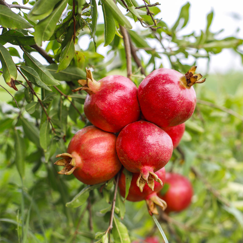 Pomegranate Wonderful Live for Sale (4 Pack) | Easy to Grow Plants | Edible Fruit Plant for Sustainable Living | Grow Your own Food on Your Edible Organic Garden | Live for Planting | 2 inch Pot