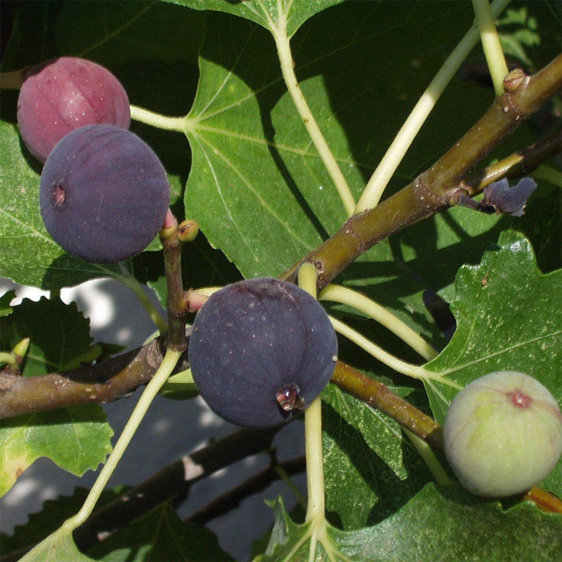 Fig Tree "Violette de Bordeaux" Set of 4 starter live plants