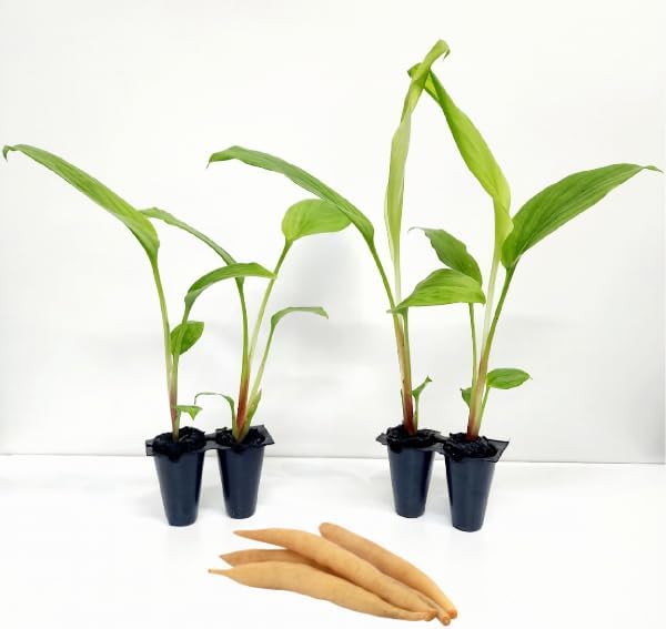 Boesenbergia Chinese Keys, Set of 4 starter live plants