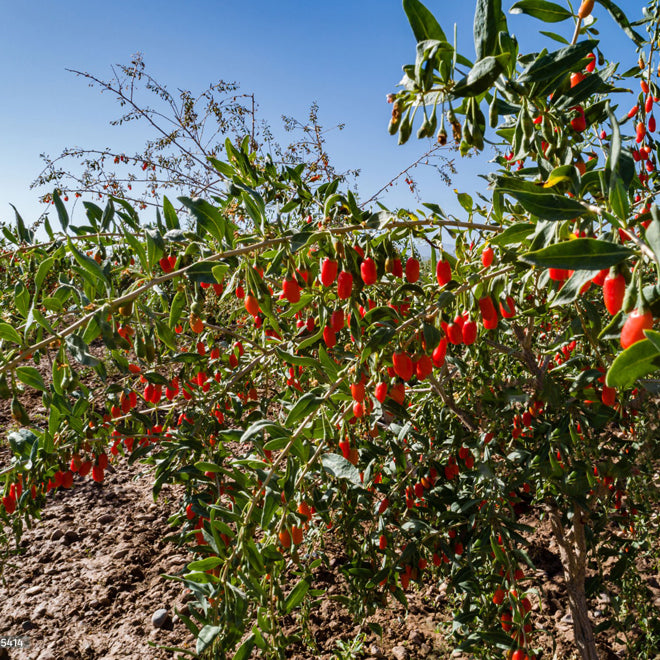 Goji Berry "Wolfberry". Set of 4 Starter Plants