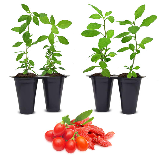 Goji Berry "Wolfberry". Set of 4 Starter Plants