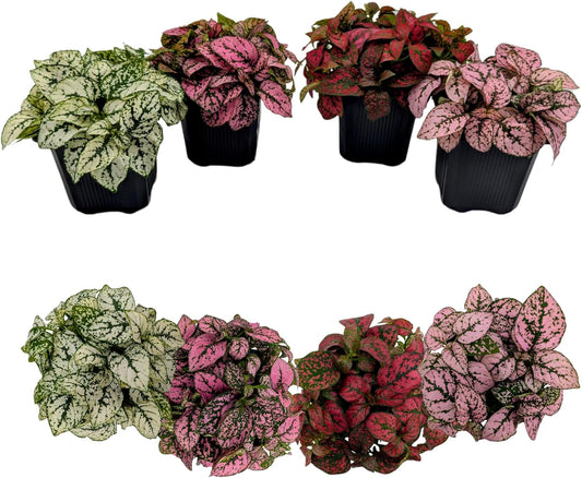 Polka Dot Plants, Set of 4 Live Plants in 2" Pot