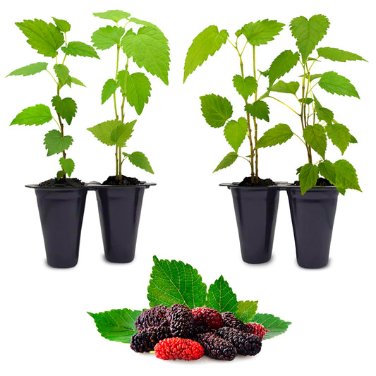 Mulberry "Dwarf Everbearing" Set of 4 starter live plants