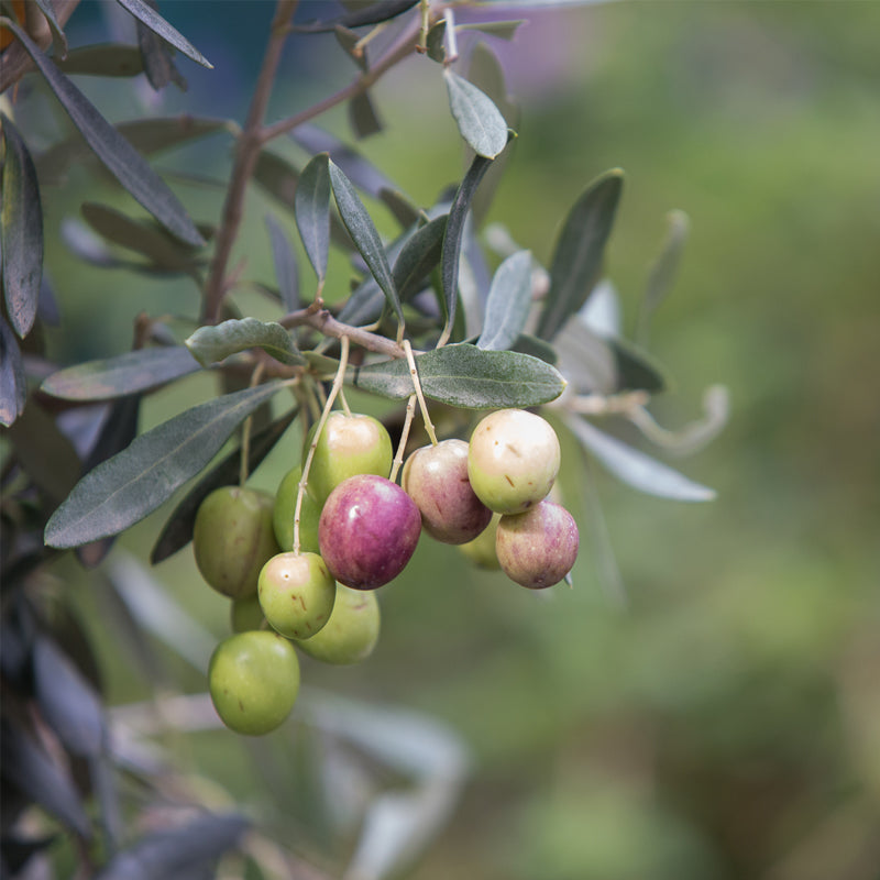 Arbequina "Olive Tree". Set of 4 Starts live plant