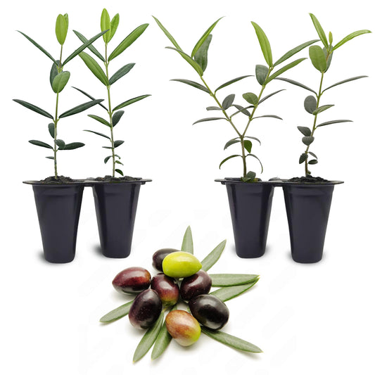 Arbequina "Olive Tree". Set of 4 Starts live plant