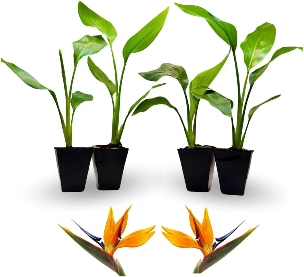 Bird of paradise, Set of 4 live plants in 2" pot