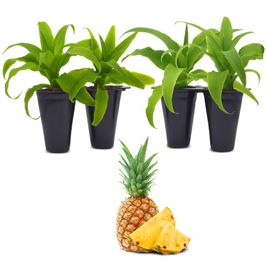 Pineapple "Elite Gold". Set of 4 starter live plants