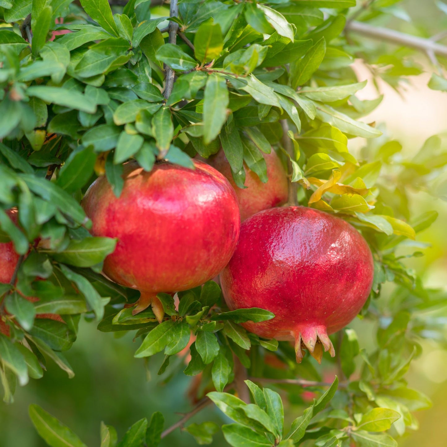 Pomegranate "Wonderful" Set of 4 Starter Plants