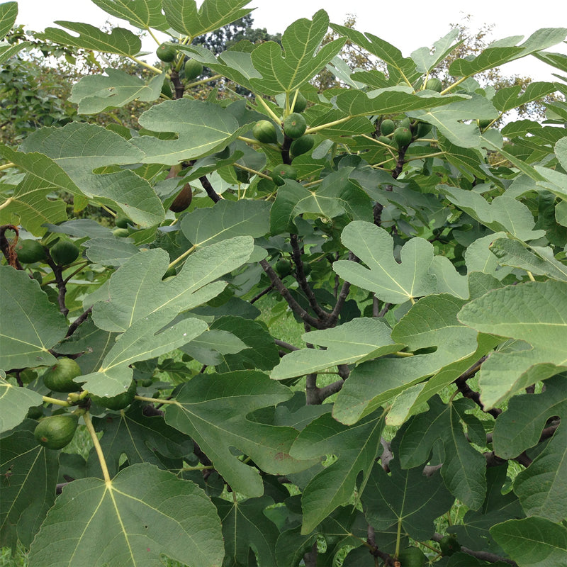 Fig Tree "Violette de Bordeaux" Set of 4 starter live plants