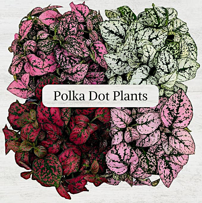 Polka Dot Plants, Set of 4 Live Plants in 2" Pot