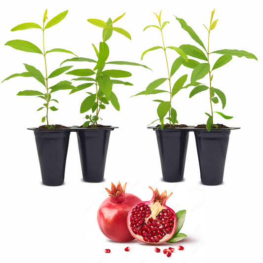 Pomegranate "Wonderful" Set of 4 Starter Plants