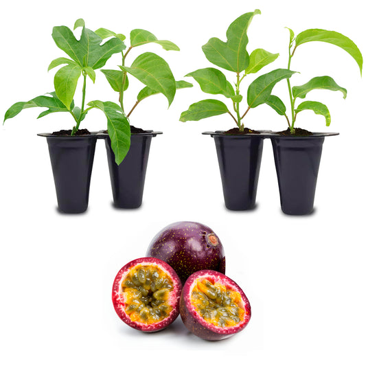 Passion Fruit (Maracuya) "Possum Purple" Set of 4 starter live plants.