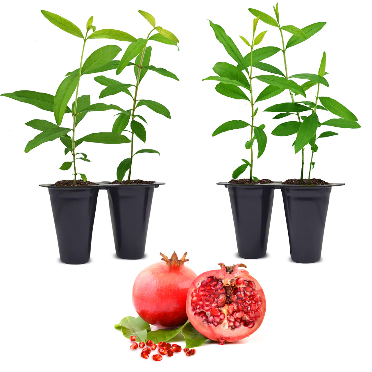 Pomegranate Wonderful Live for Sale (4 Pack) | Easy to Grow Plants | Edible Fruit Plant for Sustainable Living | Grow Your own Food on Your Edible Organic Garden | Live for Planting | 2 inch Pot