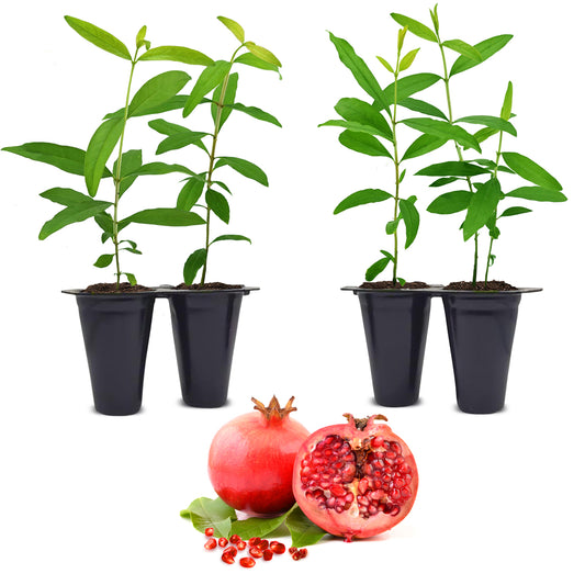 Pomegranate Wonderful Live for Sale (4 Pack) | Easy to Grow Plants | Edible Fruit Plant for Sustainable Living | Grow Your own Food on Your Edible Organic Garden | Live for Planting | 2 inch Pot