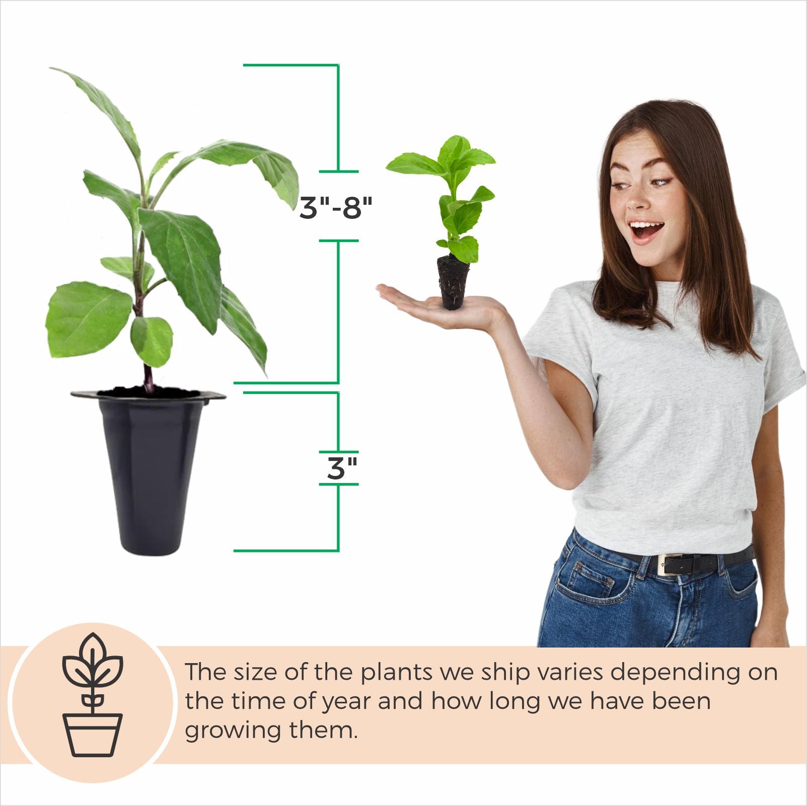 pot size for spinach plant Longevity Spinach Plant (4 Pack)