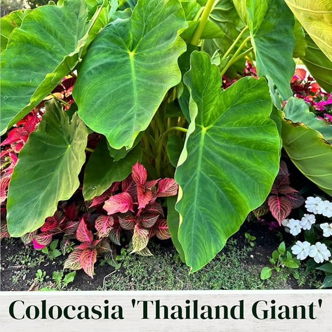 Elephant Ear Collection, Set of 4 starter live plants