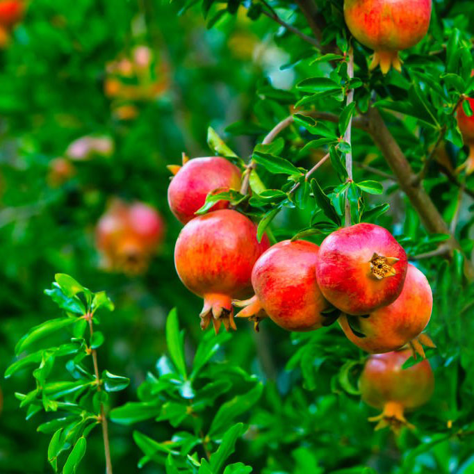 Pomegranate "Wonderful" Set of 4 Starter Plants