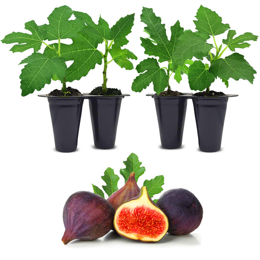 Fig Tree "Violette de Bordeaux" Set of 4 starter live plants