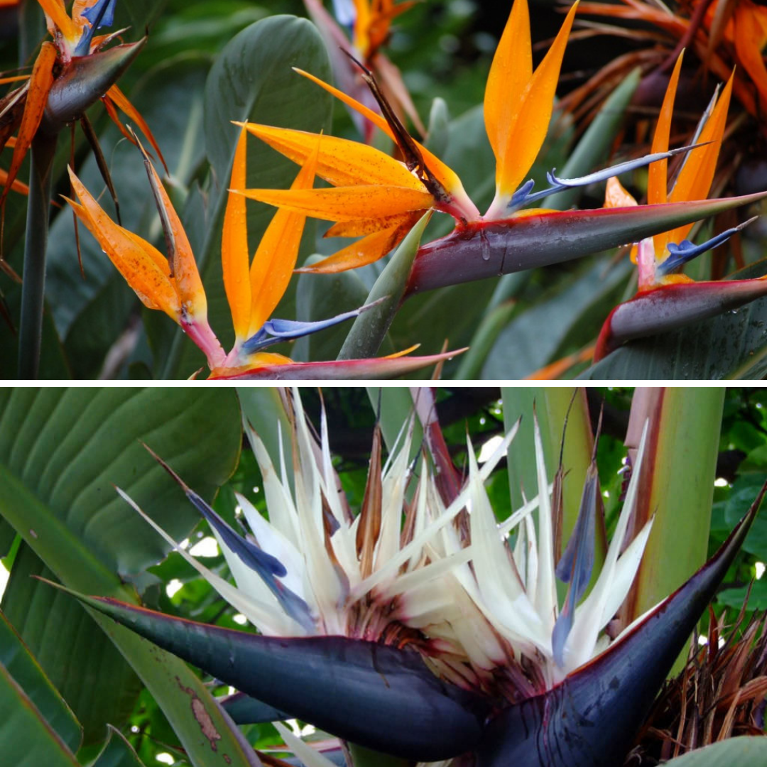 Bird of paradise, Set of 4 live plants in 2" pot