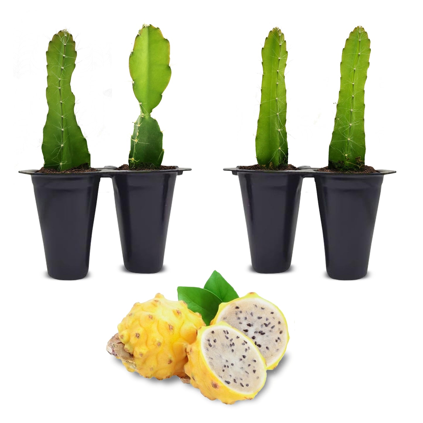 Dragon Fruit Yellow Dragon (4 Pack)