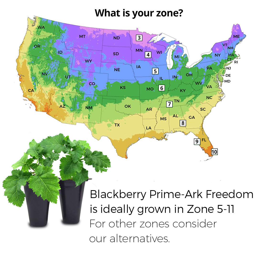 Blackberry "Prime-Ark Freedom". Set of 4 Starts live plant