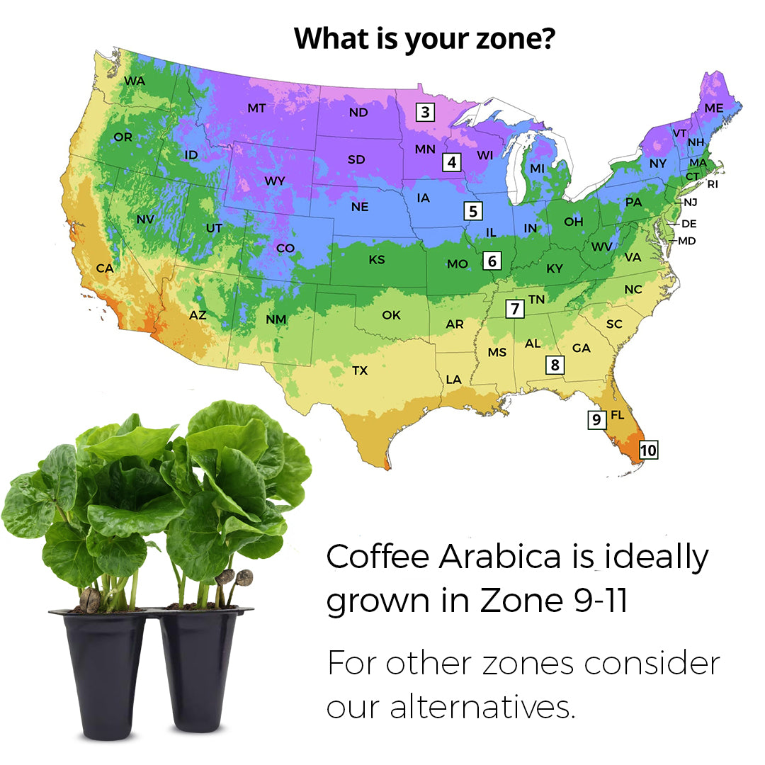 Coffee Plant Arabica, Set of 4 starter live plants